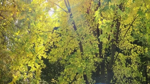 Branches of silver maple with autumn leaves in sunny day Stock Footage 330256527