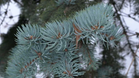 Branches of a silver spruce Stock Footage 222937798