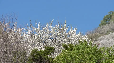 Branches of a single cherry tree in bloom among other trees Stock Footage 49054066
