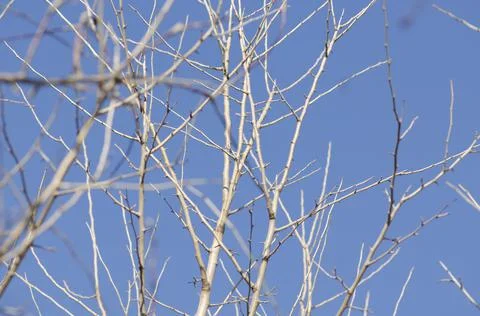 Branches with sky background Stock Photos