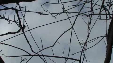 Branches in the sky Stock Footage 635812