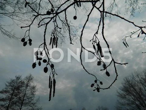 Branches sky Stock Photos