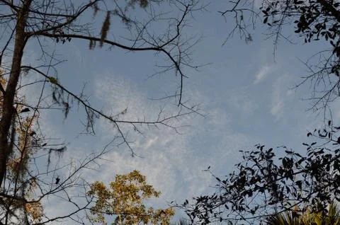 Branches in the sky Stock Photos