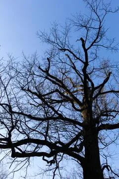 Branches in the sky Stock Photos