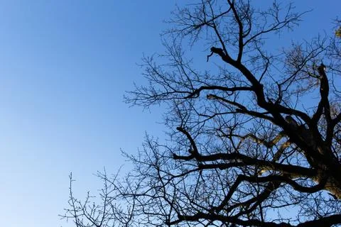Branches in the sky Foto stock