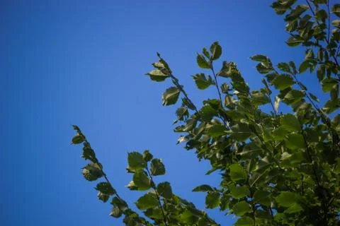 Branches in Sky Stock Photos