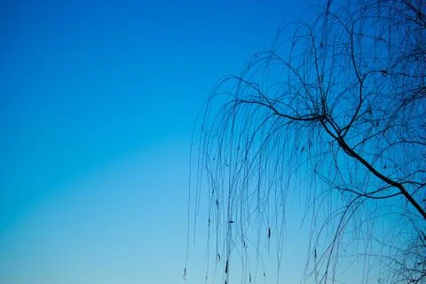 Branches in Sky 스톡 사진