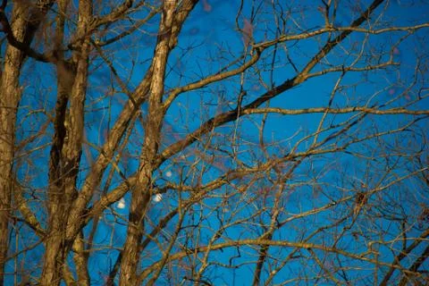 Branches in Sky 스톡 사진