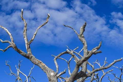 Branches in the sky Stock Photos