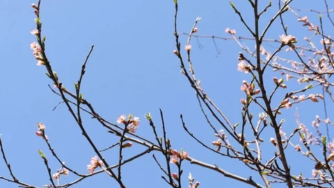 Branches with small flowers 動画素材 88828384