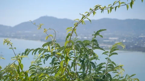 Branches of small green tree are swaying in wind with sea and hills or mountains Stockbeeldmateriaal 114825170