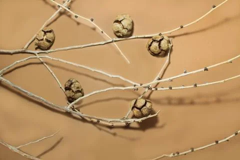 Branches with small pine cones on a brown background Stock Photos
