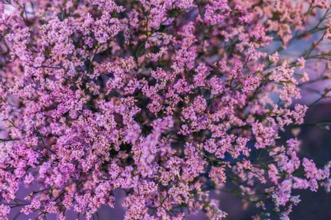Branches of small pink flowers. Stock Photos