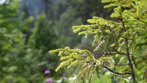 Branches of a small spruce move in the wind Stock Footage 211460933