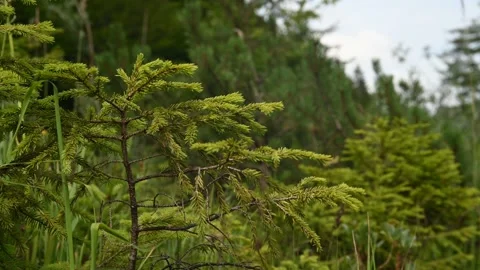 Branches of a small spruce move in the wind in the mountains Stock Footage 211461017