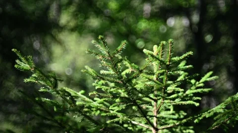 Branches of a small spruce tree move in the wind in summer (slow motion) Stock-Footage 219400014