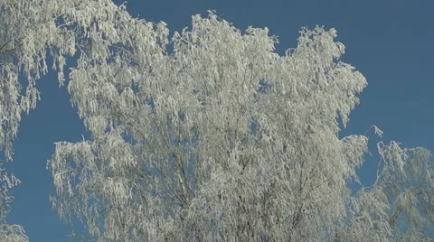 Branches in the snow (1) 库存影片 44497983