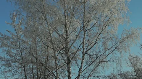 Branches in the snow (11) Video stock 44497962