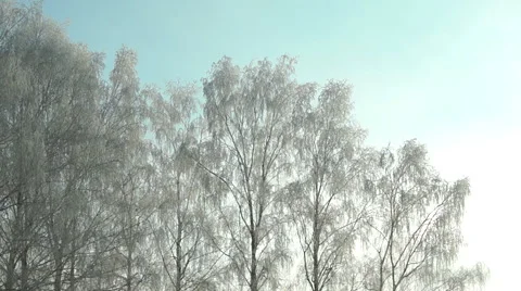 Branches in the snow (13) 库存影片 44497970