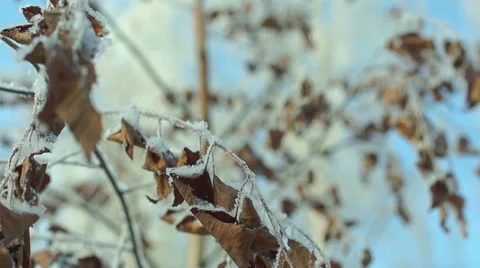 Branches in the snow (16) 库存影片 44498113