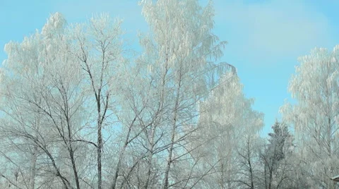 Branches in the snow (17) Video stock 44498028