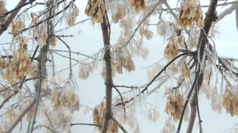 Branches in the snow (23) 库存影片 44498112