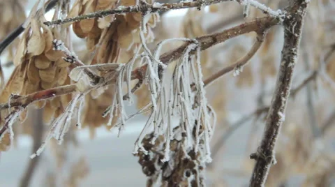 Branches in the snow (24) Vidéo 44498137