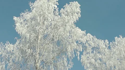 Branches in the snow (3) Vidéo 44498198