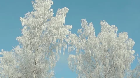 Branches in the snow (4) Vidéo 44498172