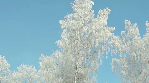 Branches in the snow (5) Video stock 44498228