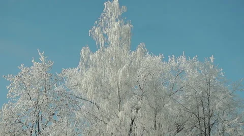 Branches in the snow (7) Vidéo 44498217