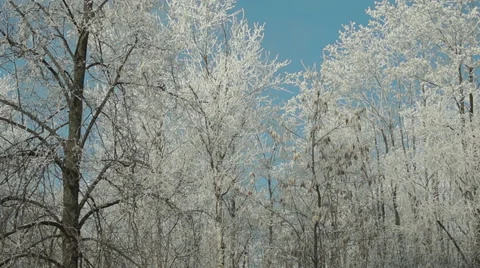 Branches in the snow (9) 库存影片 44498297