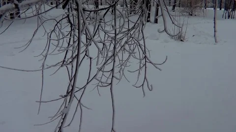 Branches in snow and ice Stock Footage 74382977