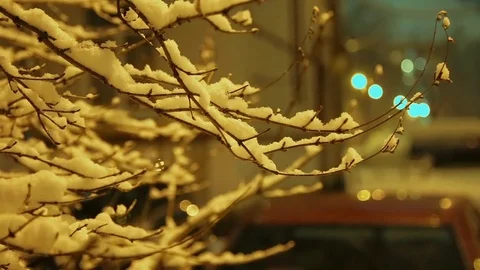 Branches in the snow close up Stock Footage 83159296