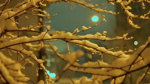 Branches in the snow close up Stock Footage 83159343