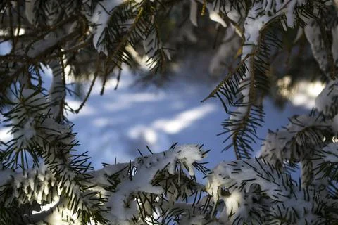 Branches in the snow. A close up of a tree Stock Photos