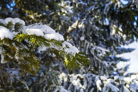 Branches in the snow. A close up of a tree Stock Photos