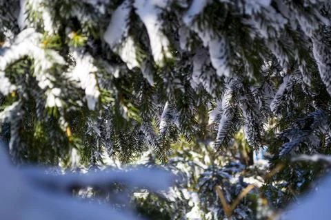 Branches in the snow. A close up of a tree Stock Photos