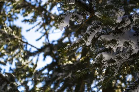 Branches in the snow. A close up of a tree Stock Photos