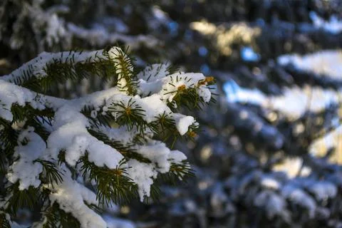 Branches in the snow. A close up of a tree Stock Photos