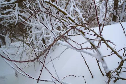 Branches in the snow. A close up of a tree Stock Photos
