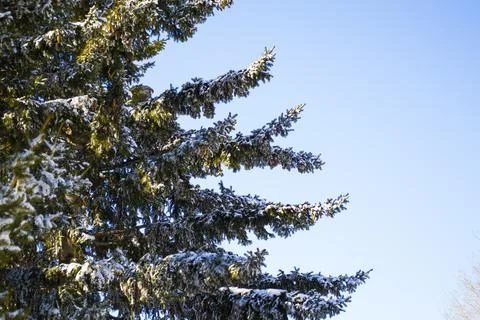 Branches in the snow. A close up of a tree Stock Photos