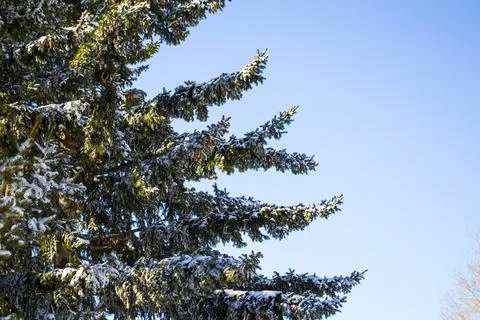 Branches in the snow. A close up of a tree Foto stock