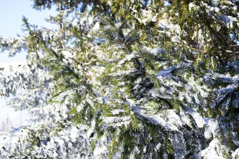 Branches in the snow. A close up of a tree Stock Photos