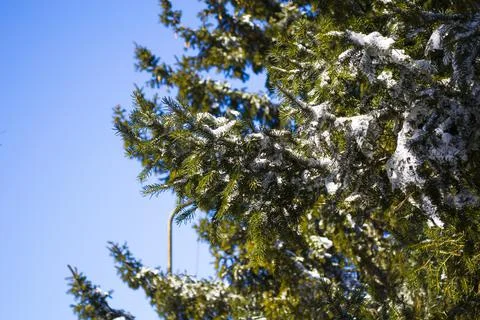 Branches in the snow. A close up of a tree Stock Photos
