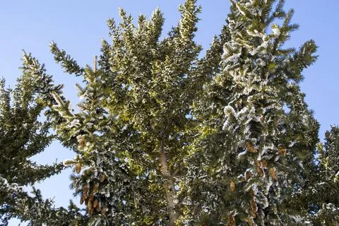 Branches in the snow. A close up of a tree Stock Photos