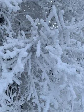 Branches of a snow-covered tree Stock Photos
