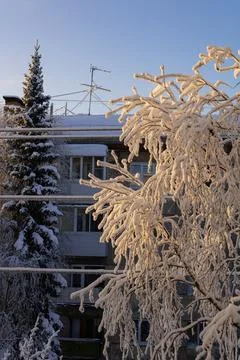 Branches of snow-covered trees on the background of a residential house Stock Photos
