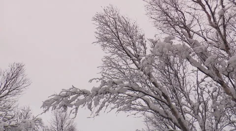 From the branches of snow-covered trees snow falls. Video stock 64290793