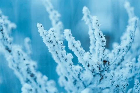 Branches in the snow during the day Stock Photos